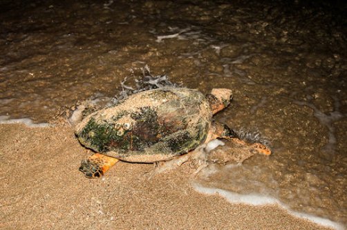 گونه‌های ارزشمند جانوری خلیج فارس در معرض تهدید جدی